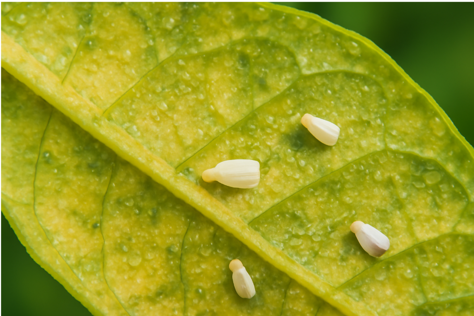 Close-up of a vibrant green leaf with water droplets, featuring small white insect eggs or larvae scattered across the surface, showcasing nature's intricate details.