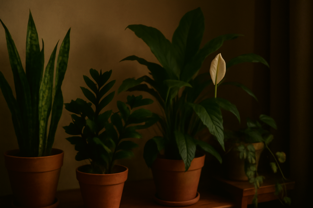 Indoor plants in sunlight