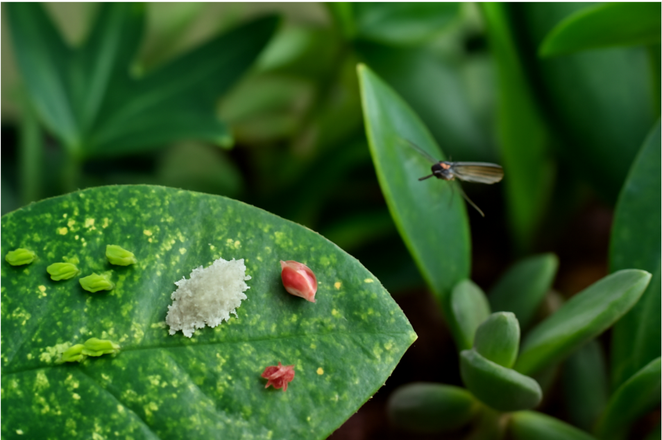 "Close-up macro shot of various indoor plant pests, including aphids, mealybugs, spider mites, and fungus gnats, infesting a green plant leaf with blurred plant background." 