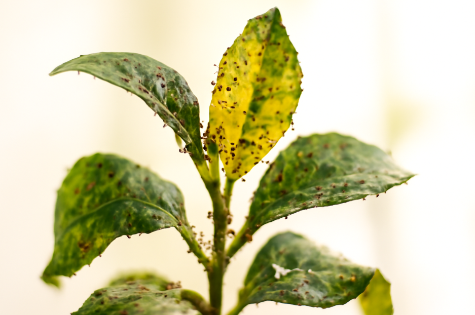 using insecticidal soap on indoor plants