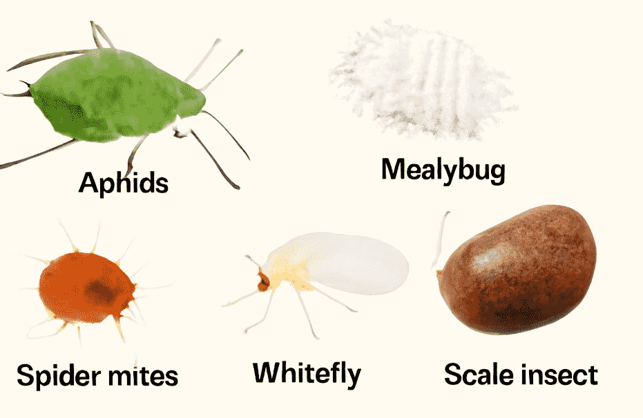 "Close-up digital illustrations of five common indoor plant pests, including aphids, mealybugs, spider mites, whiteflies, and scale insects, each labeled with their respective names. The pests are shown with their distinctive features: aphids with elongated bodies, mealybugs with a waxy coating, spider mites with reddish-orange color, whiteflies with papery wings, and scale insects with hard, shiny shells, all against a simple off-white background." 
