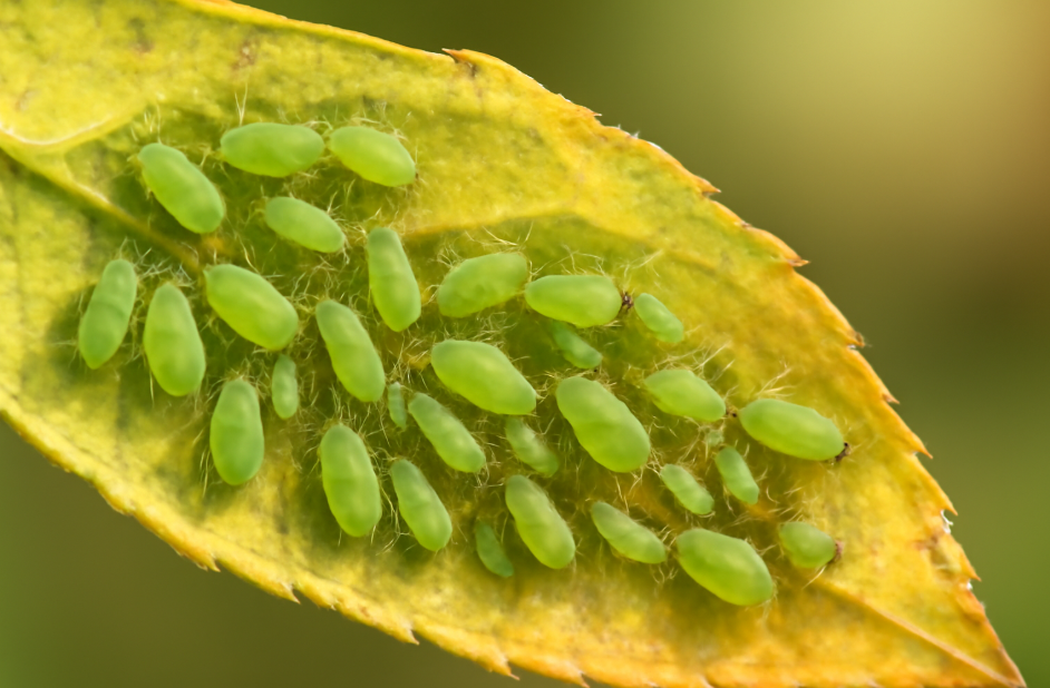 "Close-up of aphids feeding on the underside of a plant leaf, with visible yellowing and damage, showcasing tiny green insects clustered together, highlighting pest infestation and their impact on plant health."









