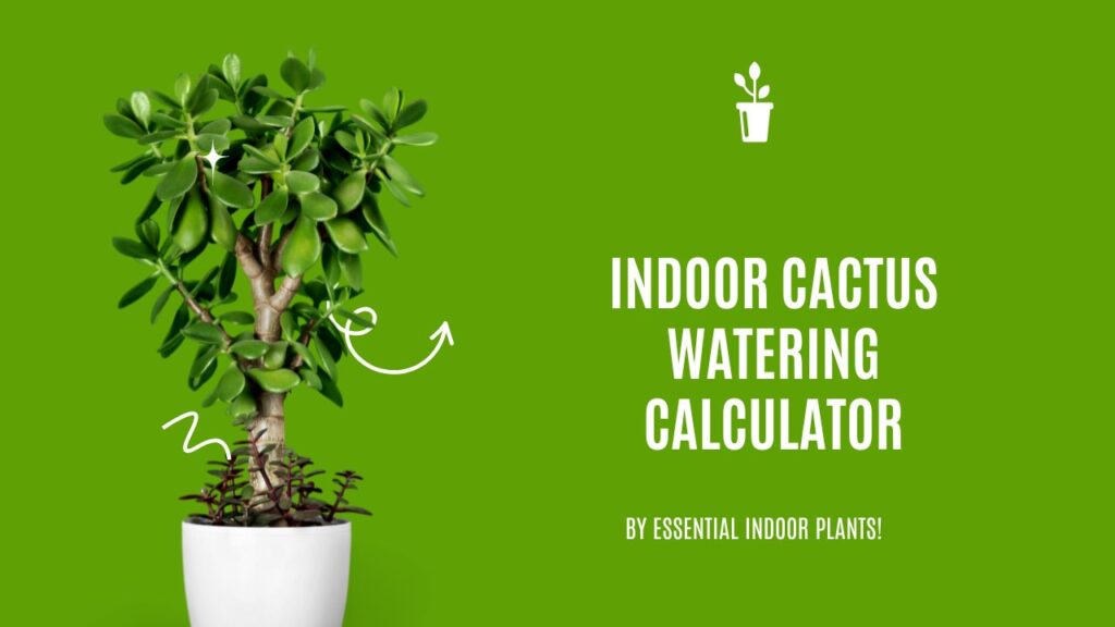 Indoor cactus watering calculator
