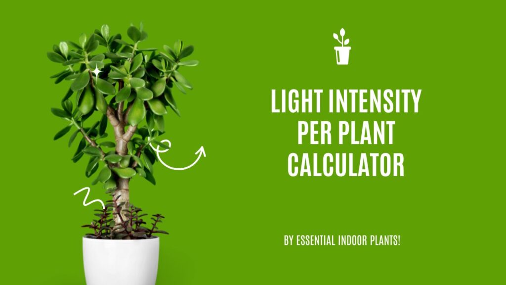 Light intensity per plant calculator