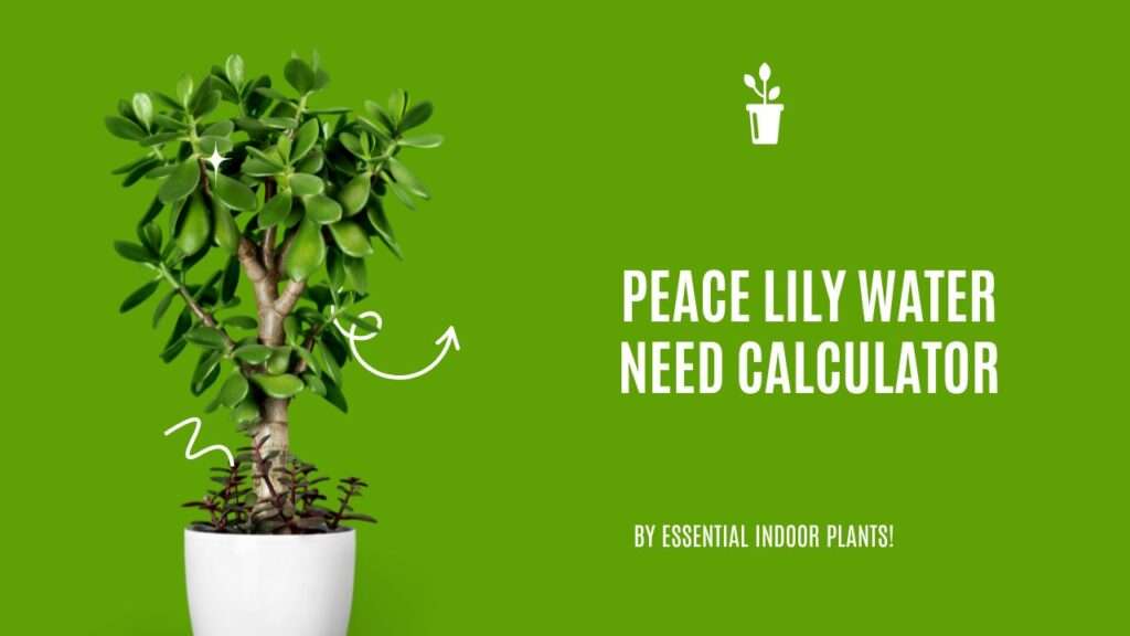 Peace lily water need calculator