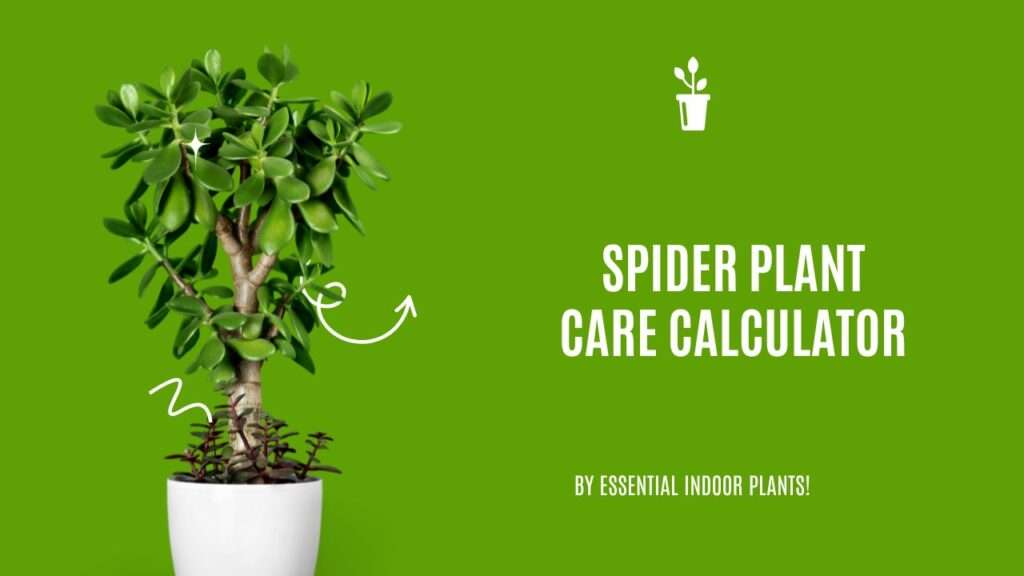 Spider plant care calculator