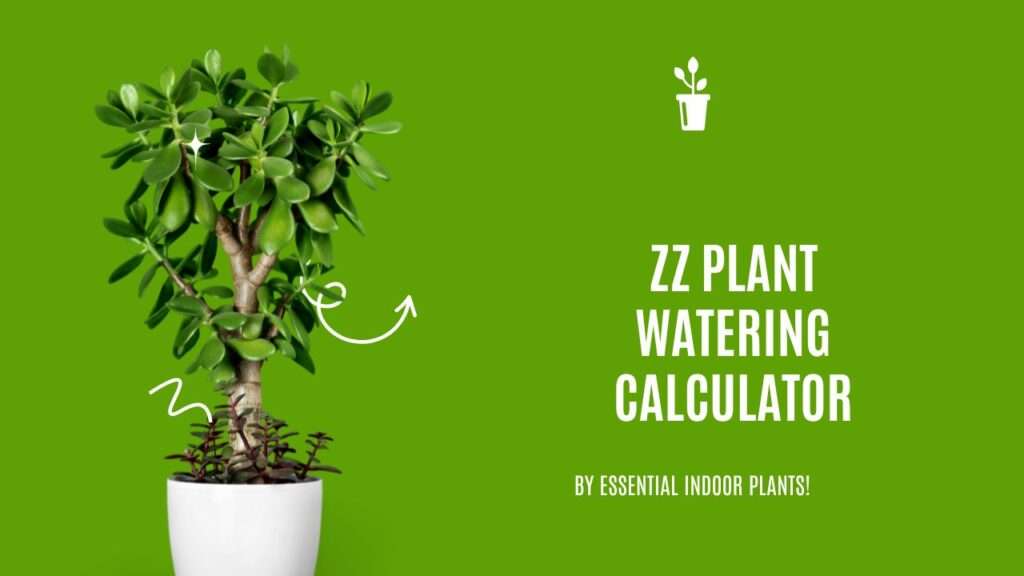 ZZ plant watering calculator