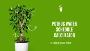 Pothos water schedule calculator