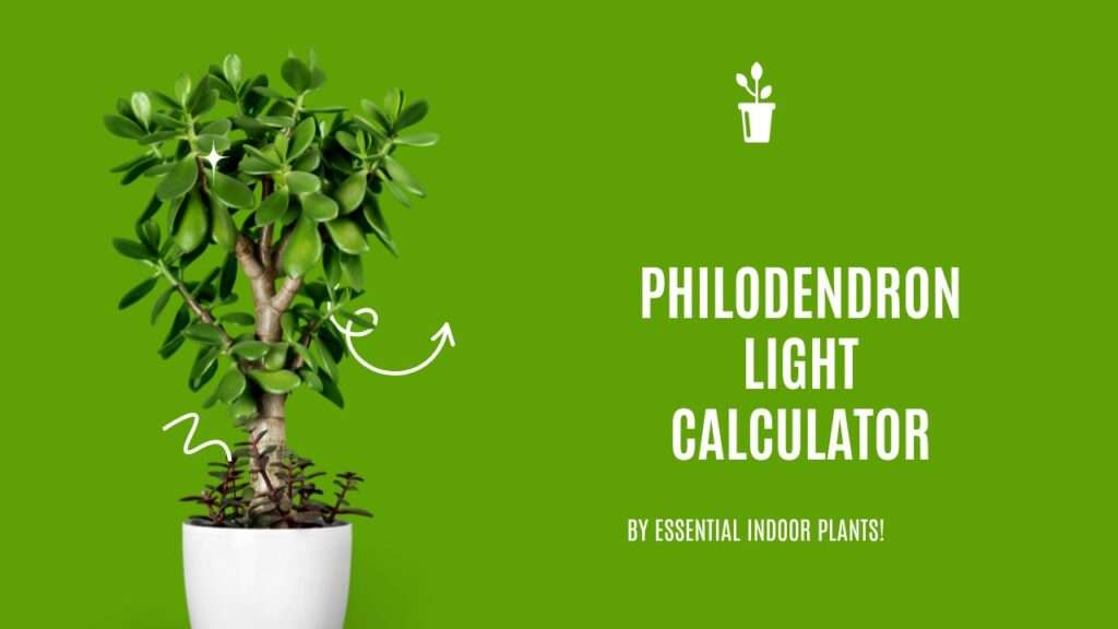 Philodendron light calculator