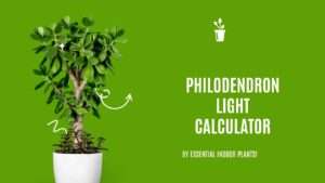 Philodendron light calculator