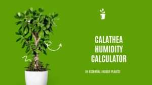 Calathea humidity calculator