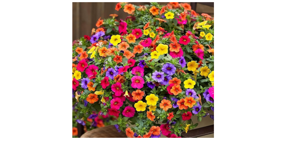  Hanging Petunia Seeds Mixed Petunia hybrida Rainbow Color Bonsai Petunia Seeds for Planting Non-GMO Open Pollinated 1500+