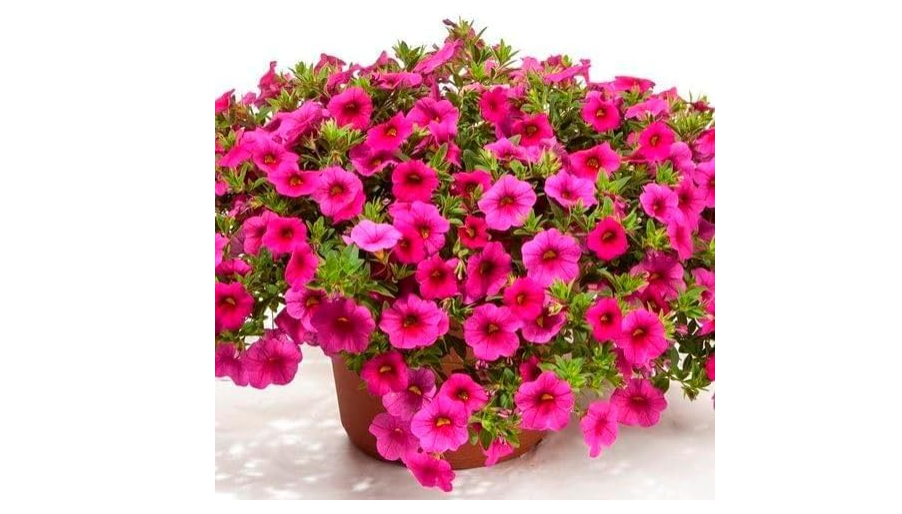  100pcs Calibrachoa Flower Seeds for Planting, Pink Blooming Trailing Petunia Seeds for Hanging Baskets, Containers, and Garden Landscaping 