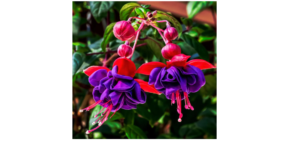  2 Fuchsia Plants, Live Fragrant Fuchsia Flower Bush Shrub, 3-6 Inches Tall (Purple Red)