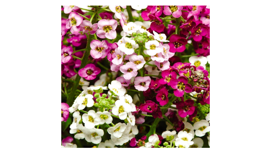  Seeds Sweet Alyssum Seed Mix 800+ Seeds for Planting Carpet Flower Annual Plant Non-GMO Lobularia Maritima