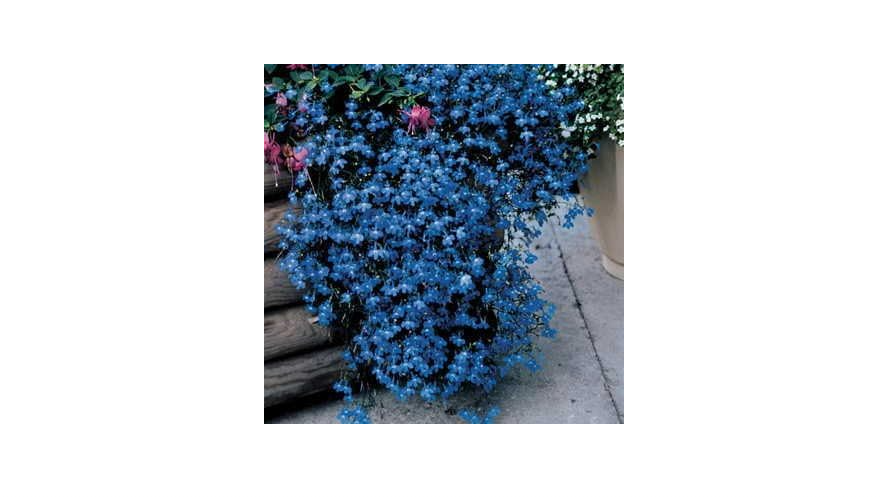  Park Seed Lobelia Flower Plant Seeds, Easy to Grow, Perfect for Spring Garden, Fountain Blue, Pack of 100