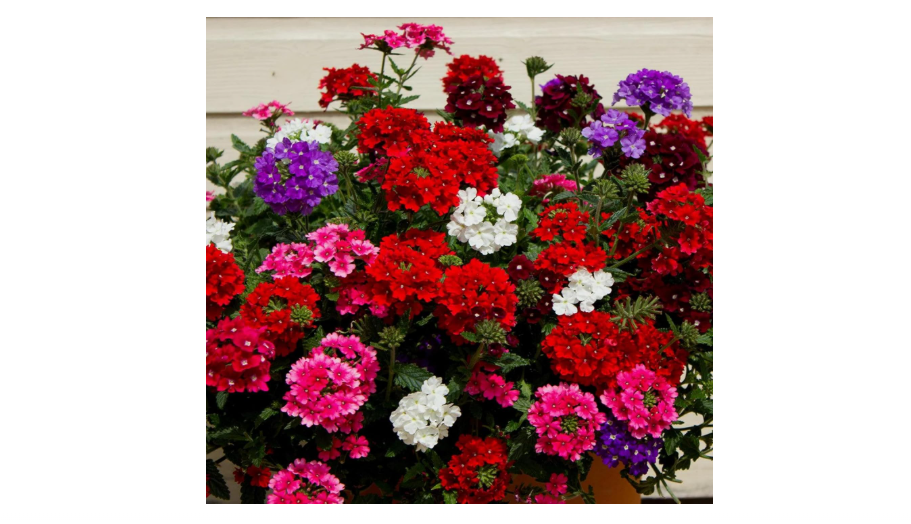  10000+ Mixed Verbena Flower Seeds Annual Verbena Compacta Ground Ground Cover Dwarf Groundcover Tender Perennial Non-GMO Seeds