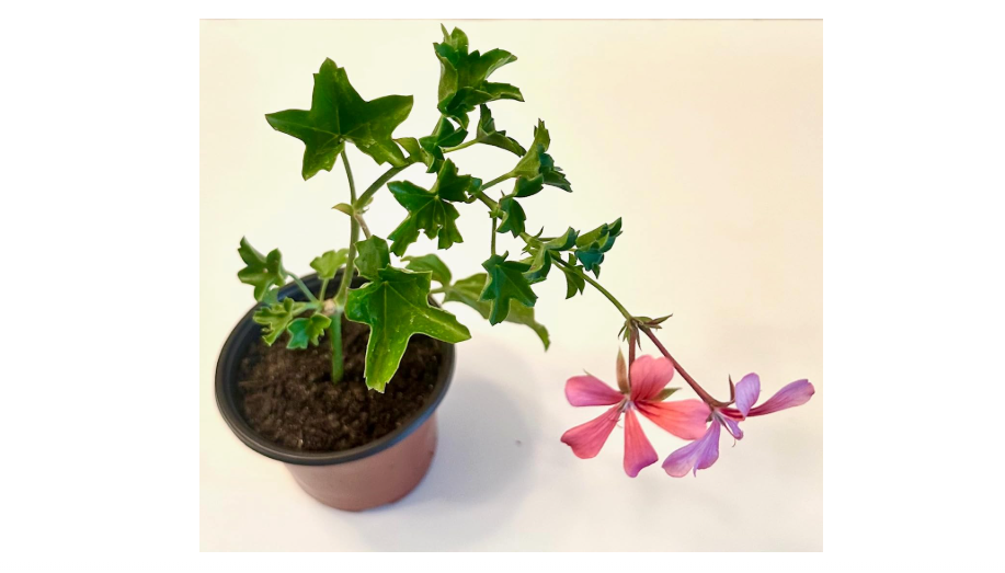  Set of 2 Live Ivy Geranium -Pelargonium Peltatum, Climbing Ivy Leaves with Pink Flowers, 2 Fully Rooted Plants 6-12" Long, Options of Single-Layer or...
