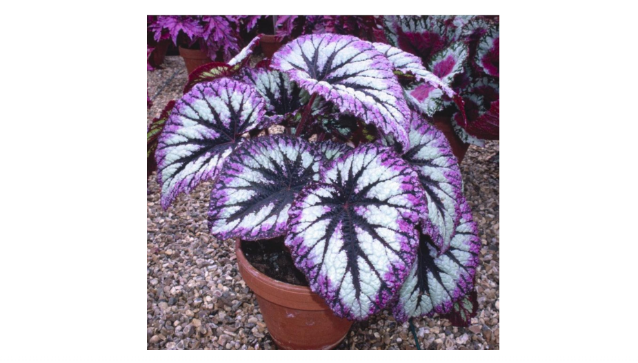  Set 2 Begonia Live Plants, Rare Begonia Plants for Trailing, Ornamental Hanging Basket 5"-9" in Tall, Fire