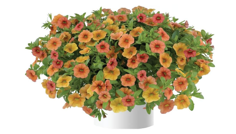  Calibrachoa, 4 Mixed Plants