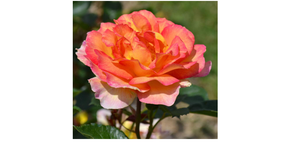 Heirloom Roses Potted Rose Plant - La Parisienne Rose Bush, Grandiflora Live Plant for Planting Outdoors