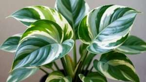 manjula pothos