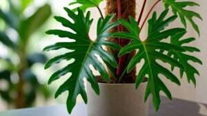 philodendron florida green