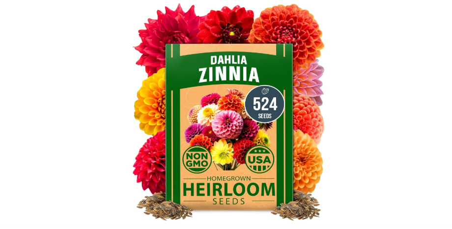  HOME GROWN Zinnia Dahlia Seeds Pack for 2026 – 524 - Flower Seeds | Vibrant Zinnia Elegans for Pollinator Gardens, Borders...