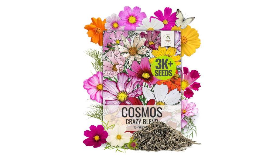  Seed Needs Flower Seeds Cosmos Crazy Blend No Filler 10+ Varieties Cosmos | Cosmo Bipinnatus Open Pollinated Untreated | Resealable Packaging Keeps Seeds...