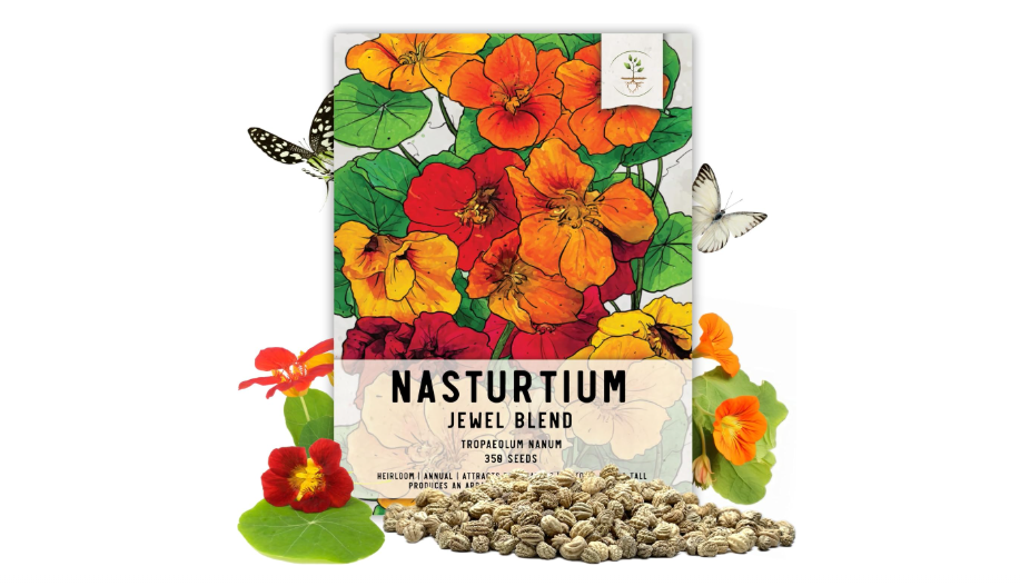  Seed Needs Nasturtium Seeds Jewel Mix Multicolored Edible Flowers | 1.5 Ounce 350+ Seeds Tropaeolum Nanum Annual Flower Seed Mix | Bulk Jewel Nasturtiums...