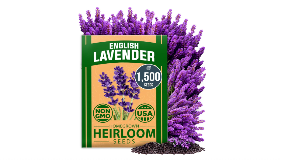  HOME GROWN English Lavender Seeds 1,500+ - Wildflower Seed for Planting Indoor/Outdoor, High Germination, Plant Flower...