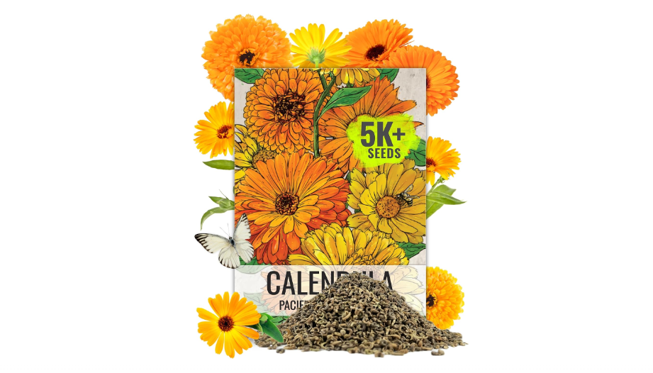  Seed Needs Calendula Seeds Pacific Beauty Mix | 5,000+ Seeds Calendula Officinalis Non-GMO Annual | Large Orange Yellow Blooms Garden Variety Favorite |...