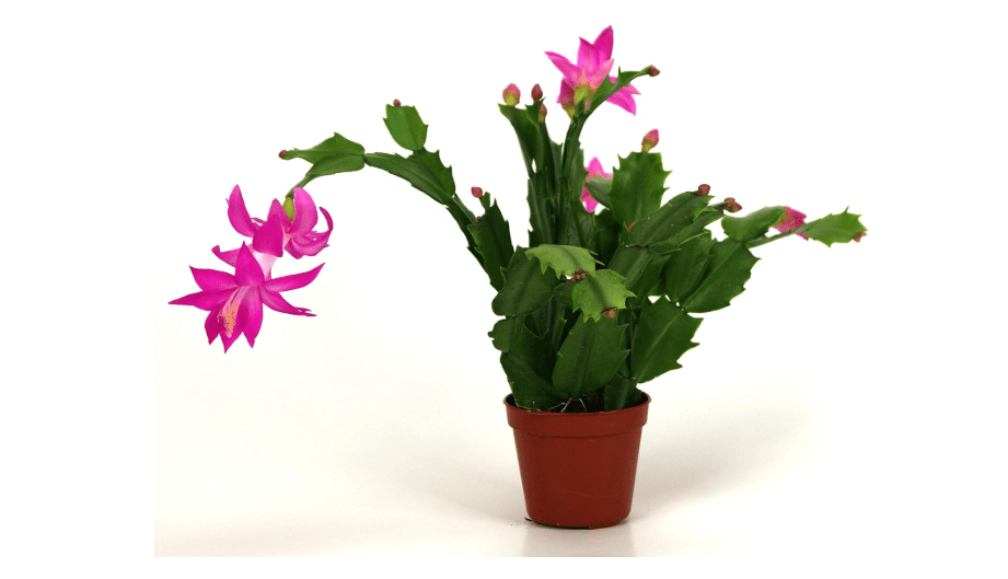  Christmas Cactus - Live Plant in a 4 Inch Pot - Schlumbergera Bridgesii - Beautiful Indoor Tropical Succulent