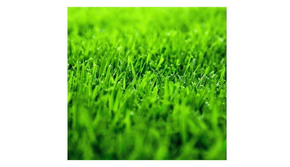  KVITER 1/4 Lb Zenith Zoysia Grass Seed (Zoysia Japonica) – Zenith Zoysia Seeds for Lawn – Dense, Grass Seed Shade & Drought Tolerant, Low Maintenance –...