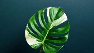 variegated monstera