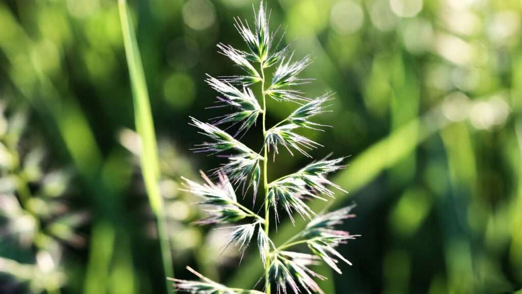 grass seed best for shade