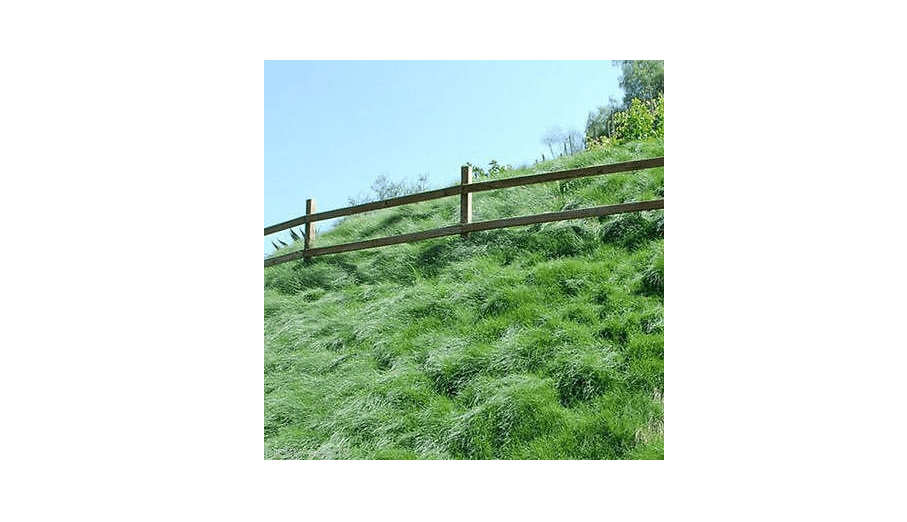 Creeping Red Fescue Grass Seed (Festuca rubra) 10 Lbs. Bag