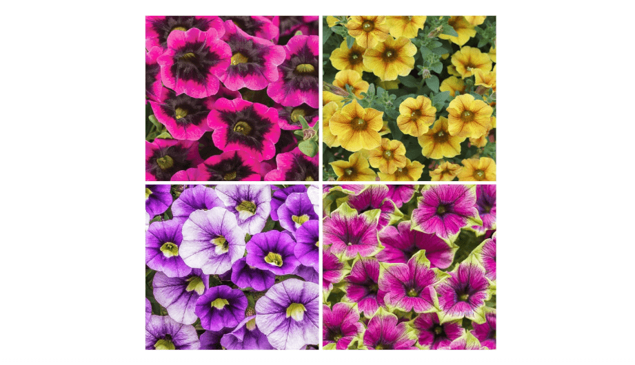 300+ Annual Petunia Superstar Flower Seeds - Petunia Flower Seeds, Flowering Plants for Home Garden Outdoor Planting and Cultivation
