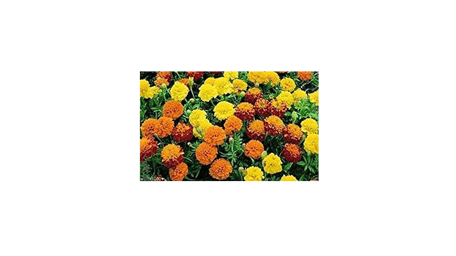 Dwarf French Marigold (1000 Seed Mix) Tagetes patula nana,stay small all summe