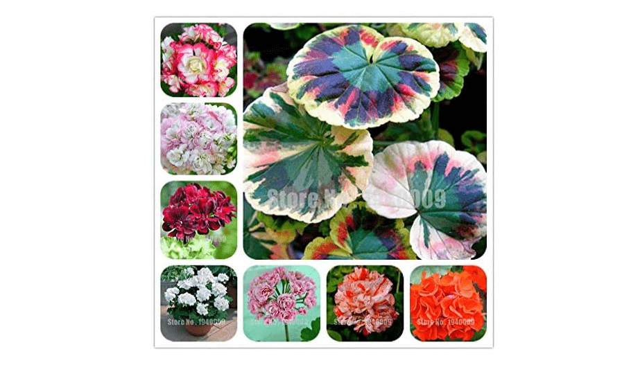 ! 200 pcs Rare Geranium, Pelargonium, Zonal Geranium Perennial Flower Flores Seed Plant Home & Garden Seedsplants - (Color: 10)