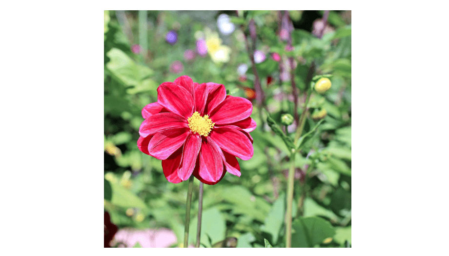 Zinnia Flower Garden Seeds - Profusion Series - Cherry - 100 Seeds - Annual Flower Gardening Seed - Zinnia hybrida