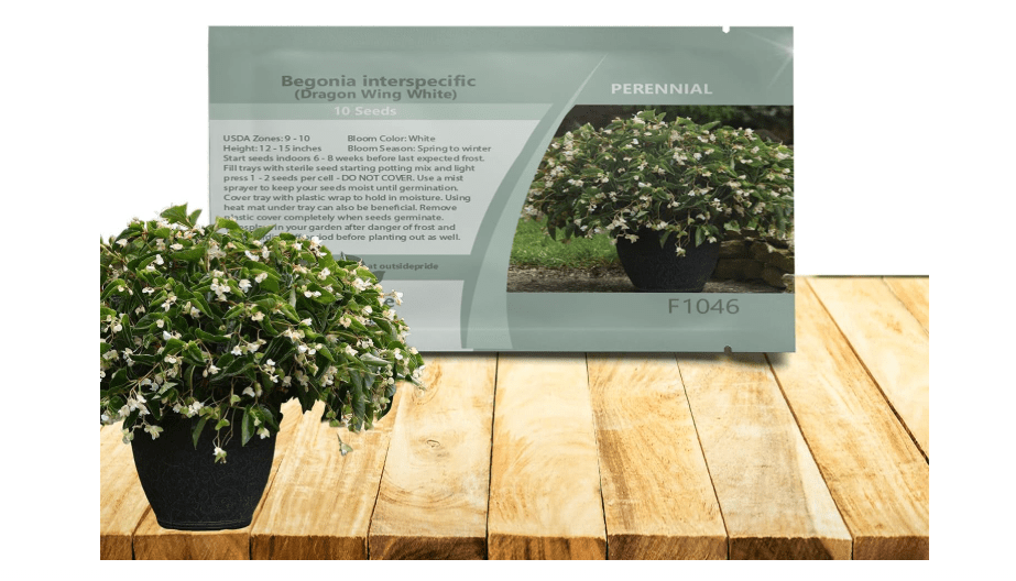 Outsidepride White Dragon Wing Begonia Seeds for Planting - 20 Pcs Perennial Flower Seeds with Large Blooms, Arching & Pendulous Growth Habit, for...