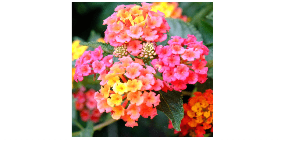 2 Trailing Lantana Plants Live for Indoor Outdoor, 6-9 Inch Tall, Live Lantana Flowers Home Garden (Rose Lantana)
