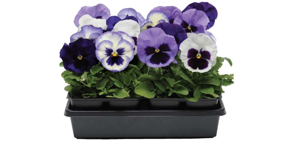Outsidepride Ocean Breeze Mix Pansy Seeds for Planting - 50 Pcs. Biennal, Cold-Hardy & Pollinator Friendly Flowers with Fragrant Blooms for Garden Beds,...