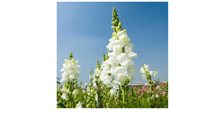 Sonnet Series Snapdragon White ~100 Seeds – Antirrhinum majus – 115–121 Days – Annual – 18–24" Tall Cut Flower – Mixed Colors – Cold-Hardy Blooms –...