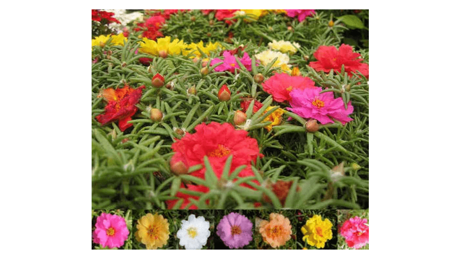 Portulaca Moss Rose Double Yellow ~ 200 Seeds Great in Container, Easily Grown