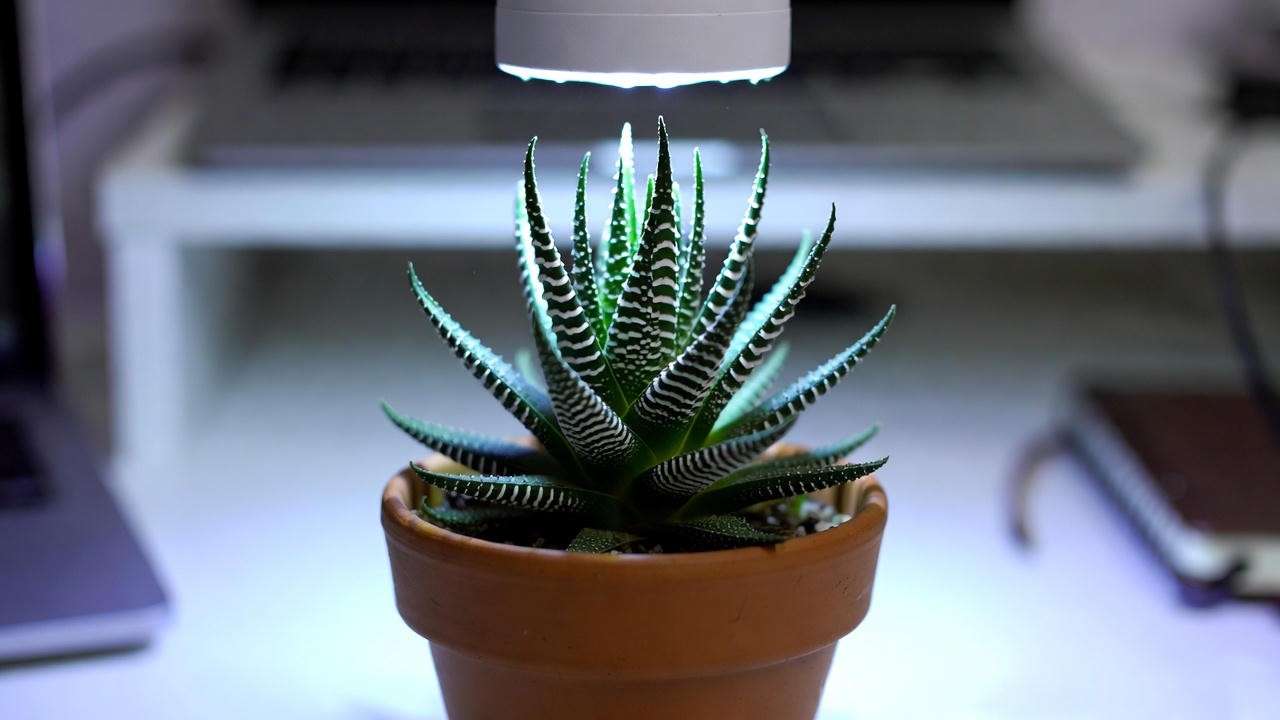 Zebra Plant (Haworthia attenuata) thriving under grow light on office desk – perfect low-light spiky succulent