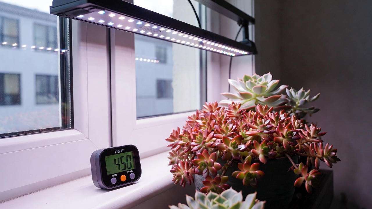 Succulents under full-spectrum LED grow light with PPFD meter for indoor care