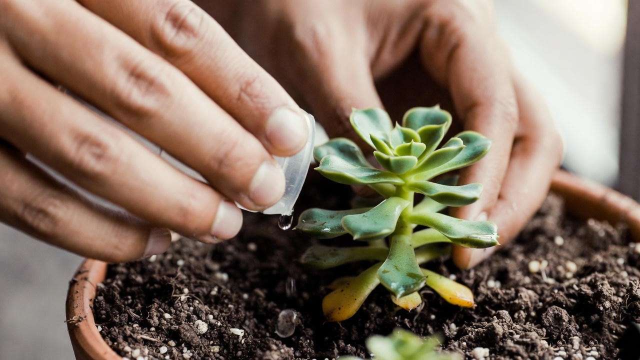Hands watering the smallest succulent with a dropper using proper care technique.