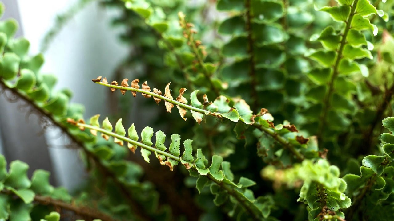 Lemon button fern with brown crispy frond tips from low humidity